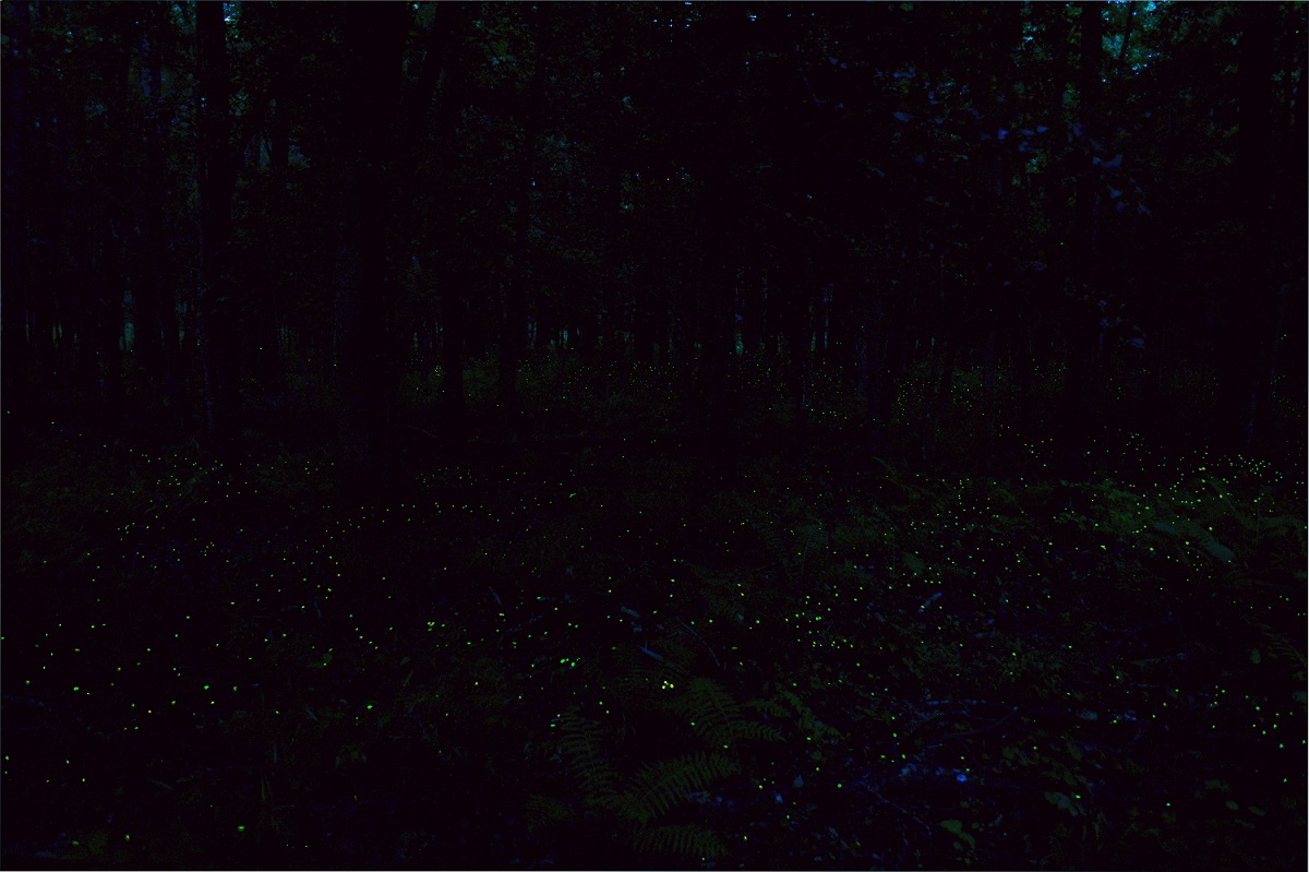 Yellow-green points of light scattered low across a dark forest floor