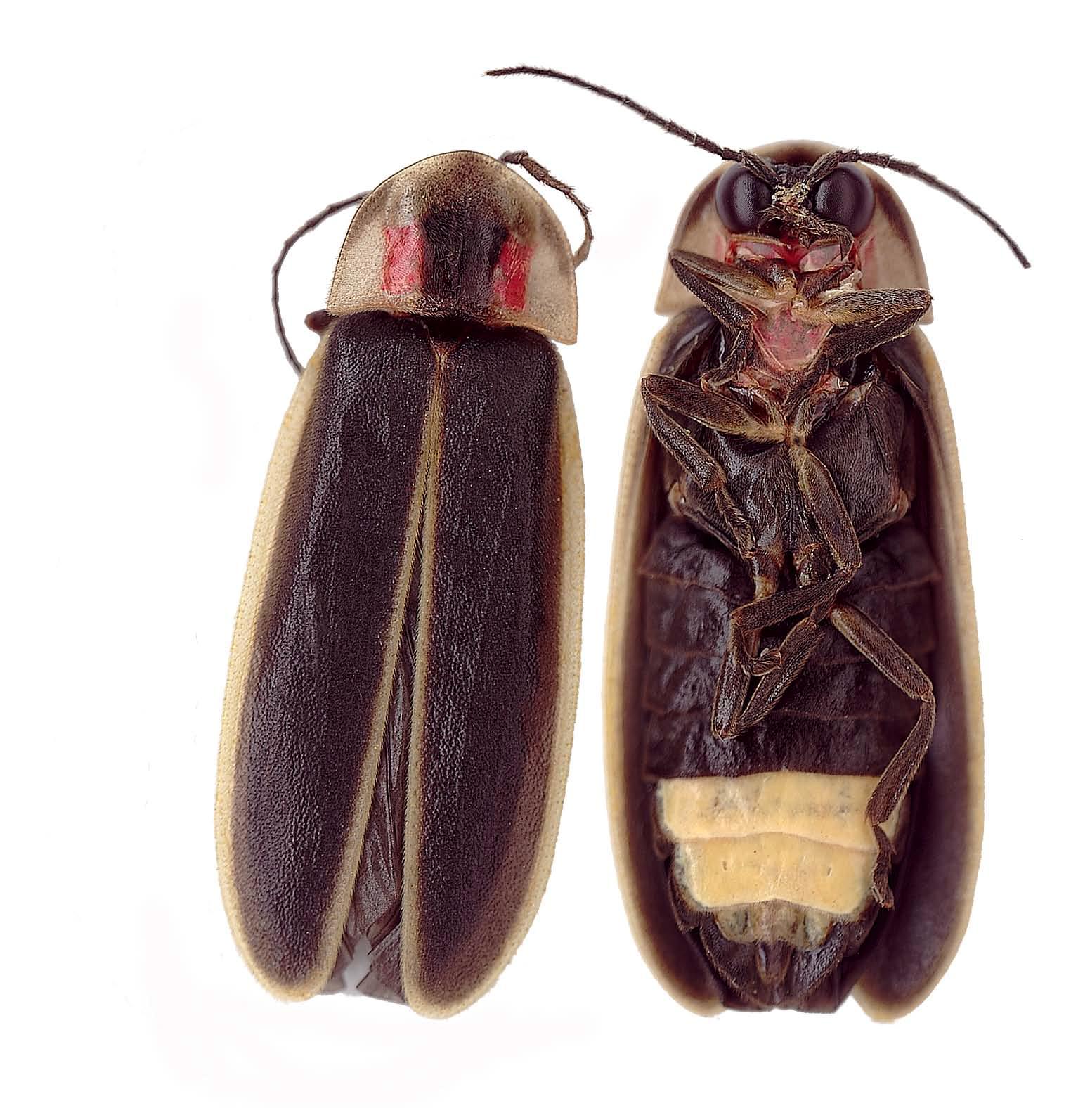A firefly specimen photographed from above and from below