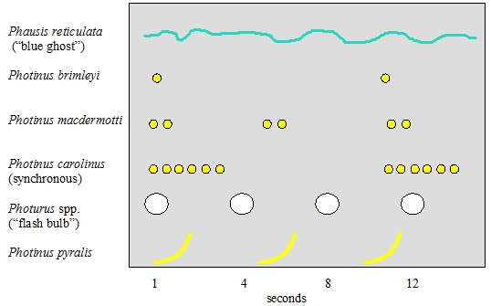 An NPS diagram comparing the flash patterns of six kinds of fireflies over about 14 seconds